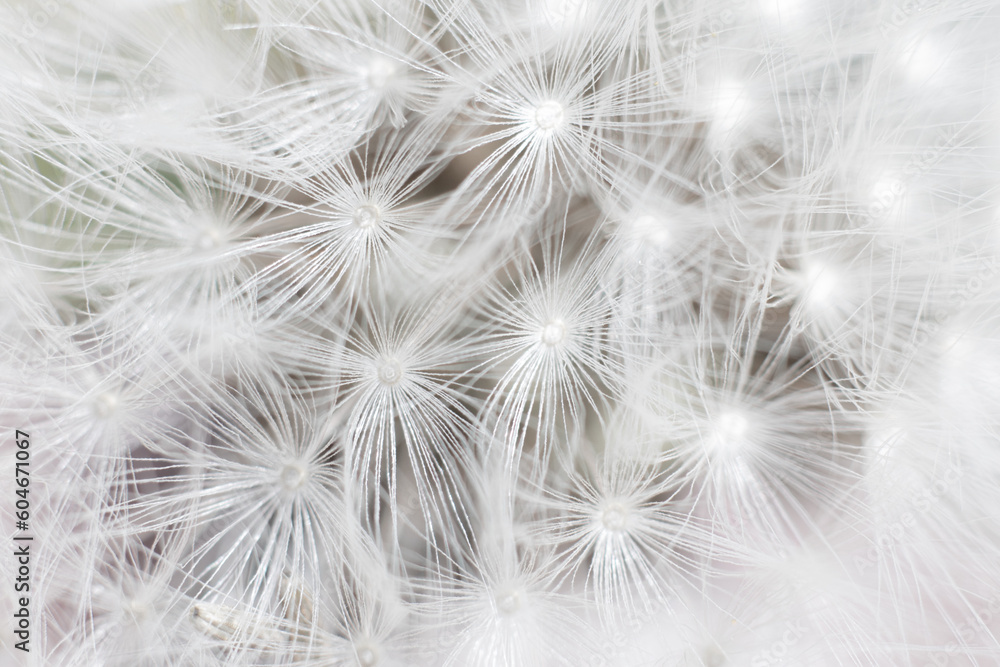 Obraz premium Super macro close-up of dandelion fluff. Abstract close-up of dandelion seeds background. Macro shot of detailed dandelion flower seed in natural environment. Soft selective focus