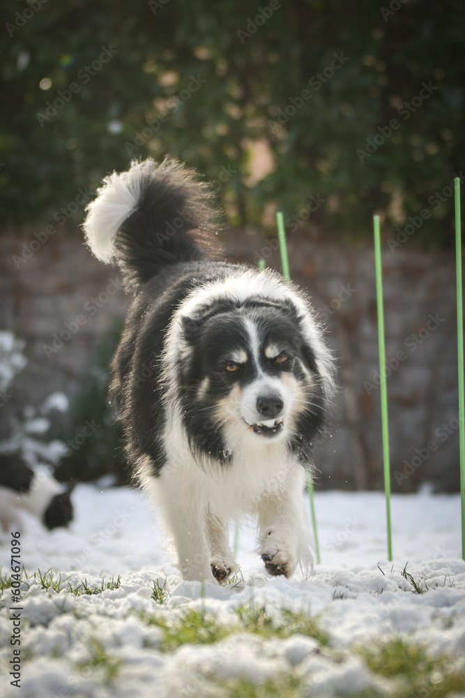 Border collie is running through a garden in the snow. Winter fun in the snow.