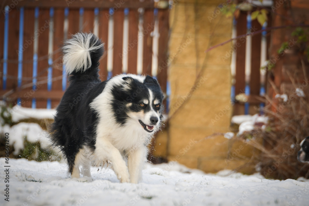Border collie is running through a garden in the snow. Winter fun in the snow.