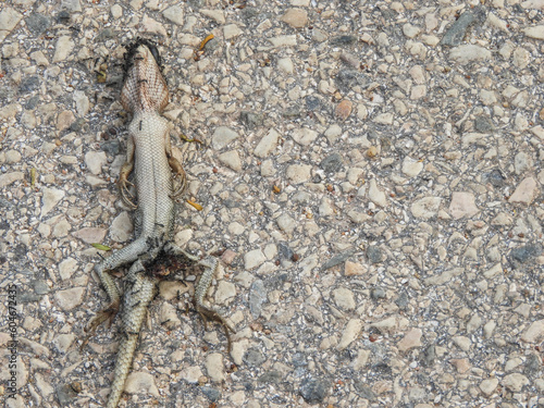 A dead chameleon on the street is a heartbreaking sight. The ants are moving to eat the lizards to bring scents and food sources back to their nests.close up