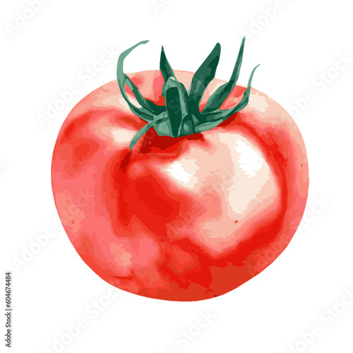 Vector illustration of one fresh red tomato isolated on a white background