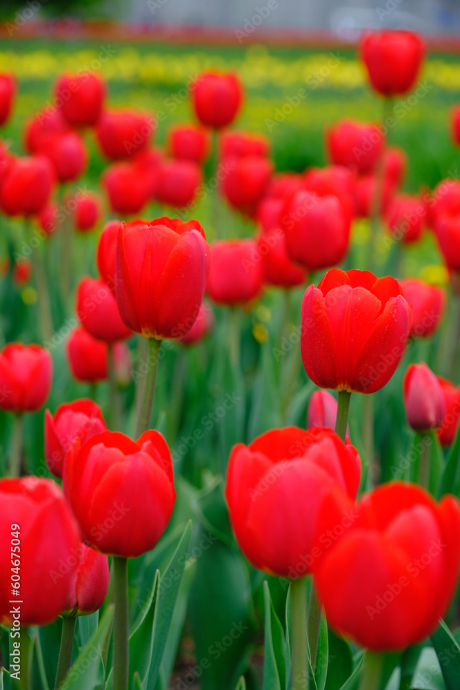 Red tulips green background.Bright beautiful flowers.Spring nature. Red tulips green background.Bright beautiful flowers.Spring nature.