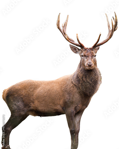Leinwand Poster deer isolated