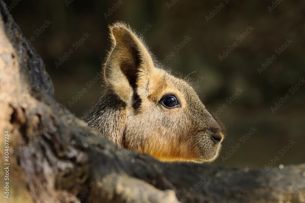 Fototapeta premium Patagonia bunny