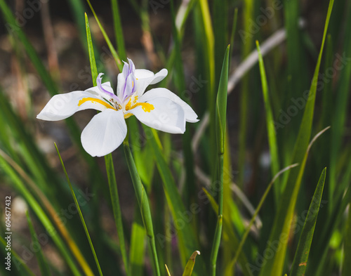 Beautiful close-up of a dietes iridioides flower