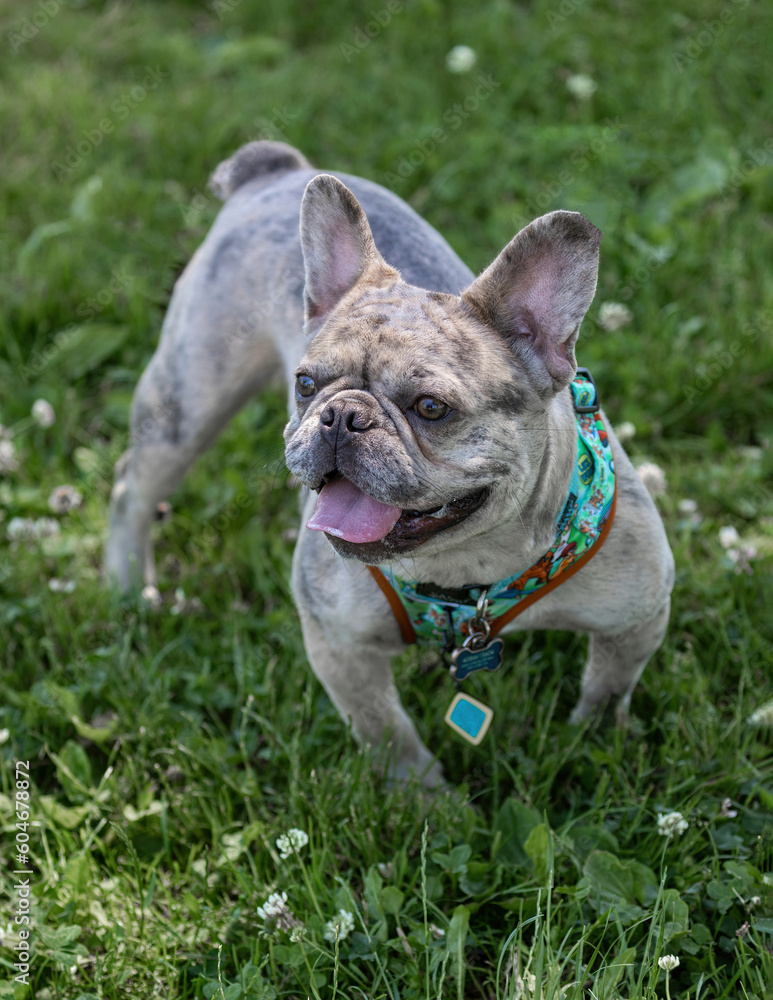 1-Year-Old Merle Tan Frenchie Male. Off-leash dog park in Northern California.