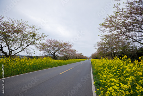 Noksan Road , Cherry Blossom in Spring At Jeju Island, South Korea photo