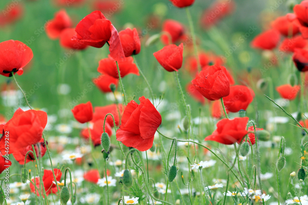 Fototapeta premium Blooming red poppies in a meadow on a blurry background