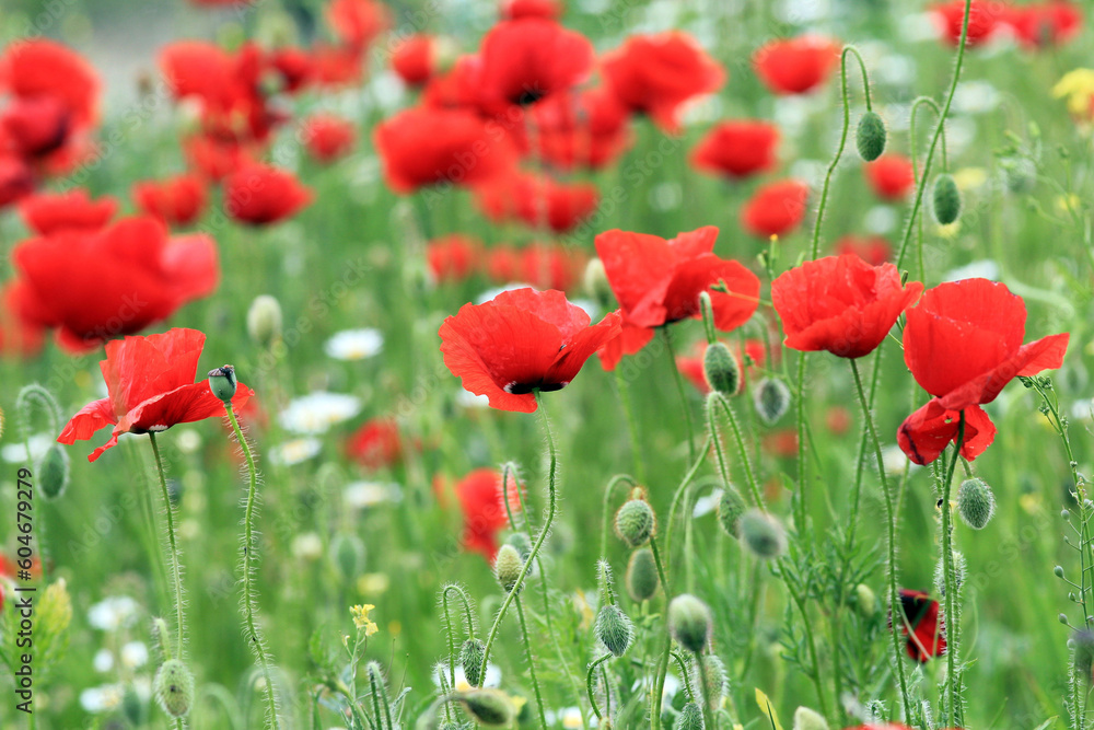 Obraz premium Blooming red poppies in a meadow on a blurry background 