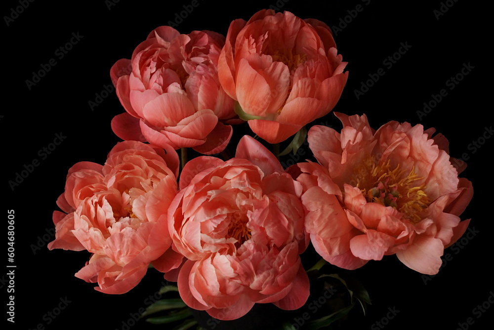 Beautiful background with bouquet of coral pink peonies Beautiful background with bouquet of coral pink peonies