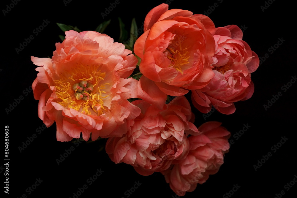 Fototapeta premium Beautiful background with bouquet of coral pink peonies 