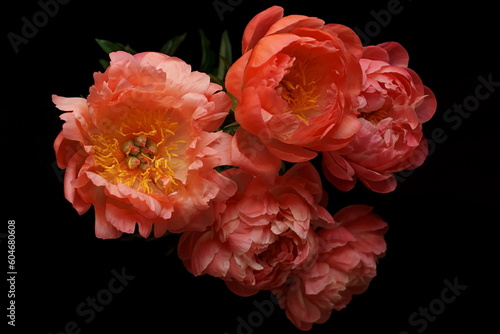 Beautiful background with bouquet of coral pink peonies 