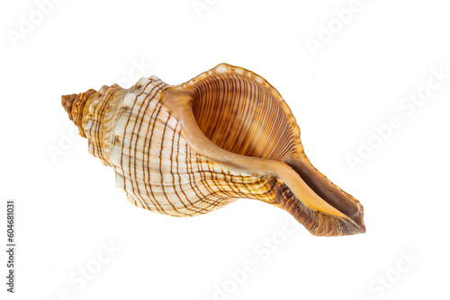 shell of a sea snail on a transparent background. png