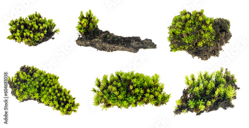 green moss on a transparent background. png