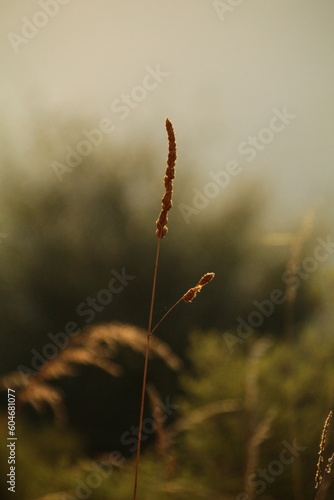 Lonely planet illuminated by evening light