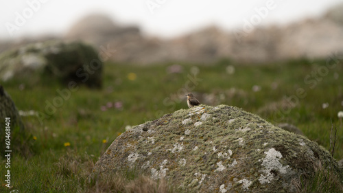 Bird on rock in nature