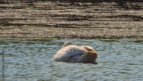 Adult white swan swims on the water of the pond in nature and feeding himself. Telephoto lens close up footage. Stouffville Conservation Area and Reservoir. Toronto, Canada. photo