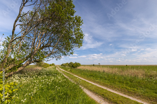 Scenic field path with blooming greedy and other summer flowers.  photo