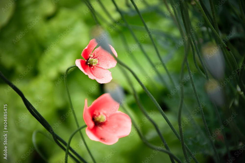 Obraz premium orange pink poppy flowers