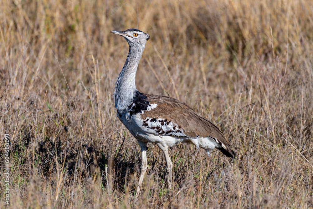 Wild birds in Serengeti National Park Wild birds in Serengeti National Park