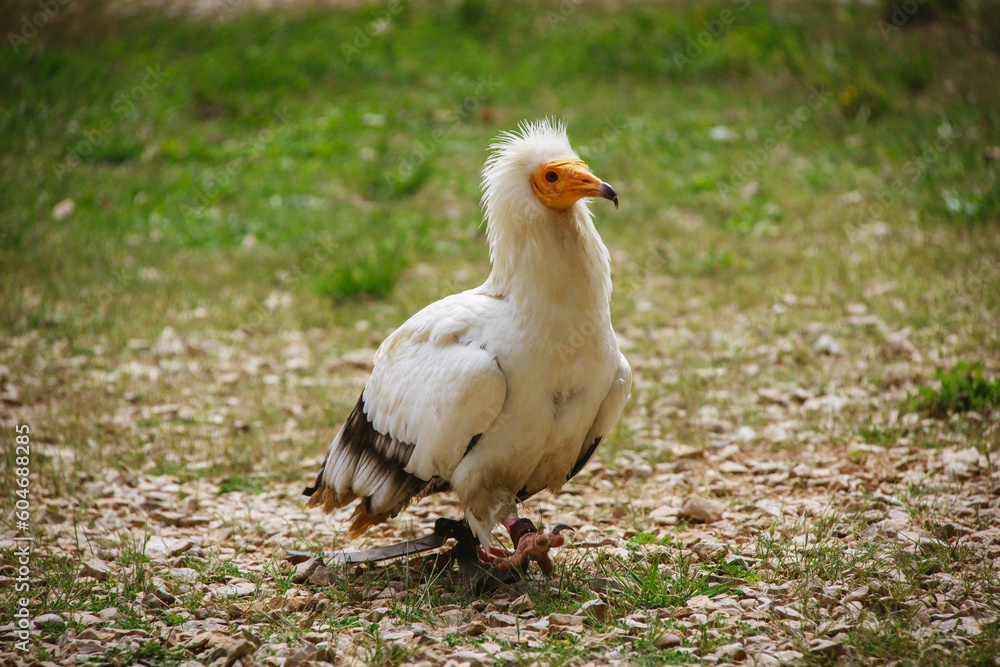 An Egyptian vulture in full strut.