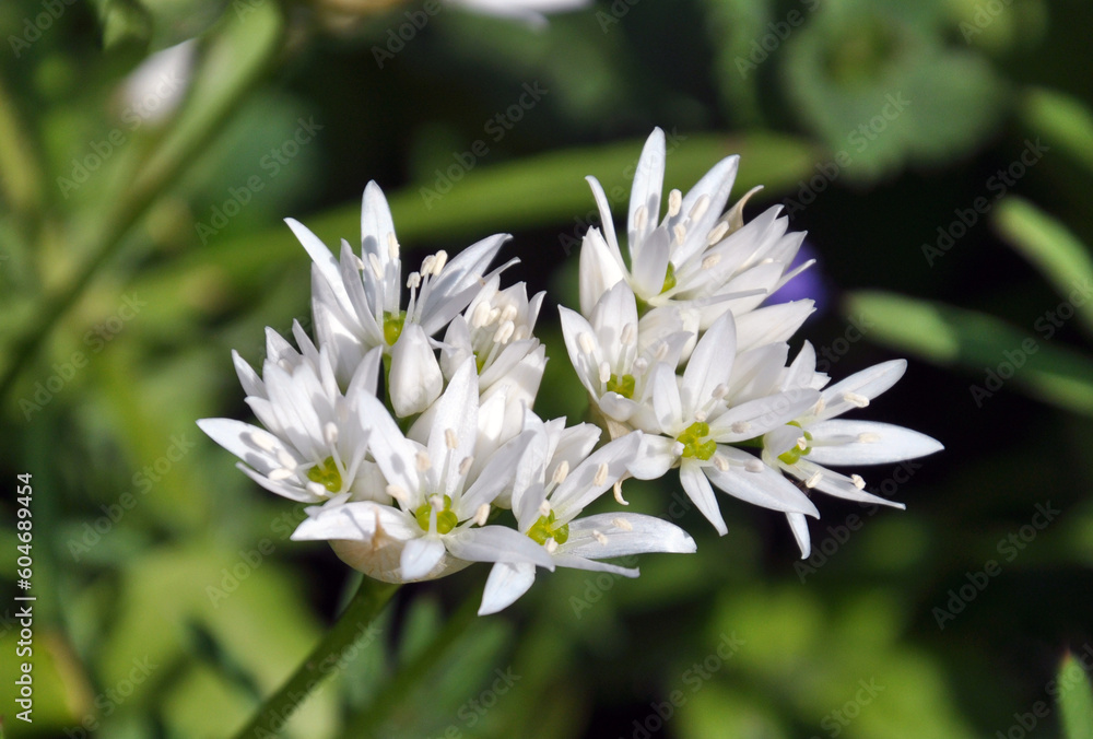 Allium ursinum grows in the wild Allium ursinum grows in the wild