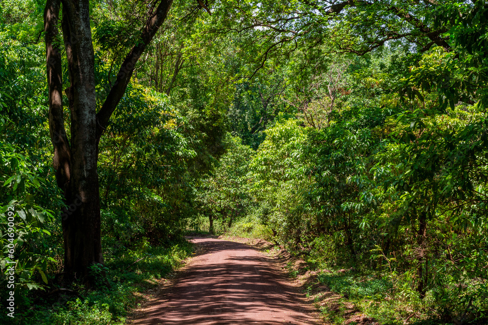 Wild monkeys in the African savannah