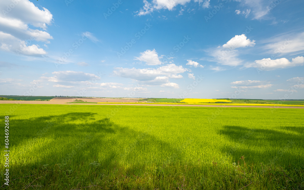 green wheat field in spring on a sunny day