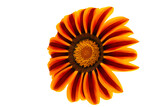 gazania flower isolated