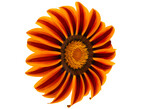 gazania flower isolated