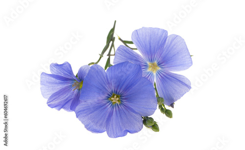 Flax flower isolated