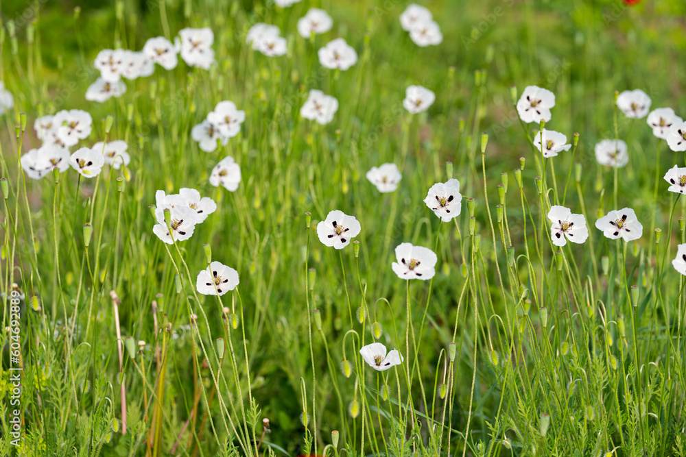 white poppy on a meadow in spring white poppy on a meadow in spring
