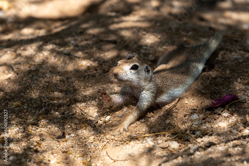 Female round-tailed ground squirrel, Xerospermophilus tereticaudus, performing a heat sink to lower body temperature by lying prone in a small depression dug into the ground. Pima County, Tucson, AZ.  photo