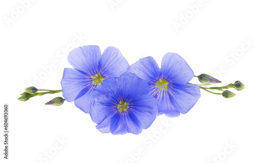 Flax flower isolated