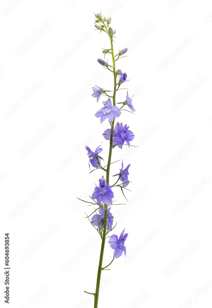 perennial delphinium flower isolated perennial delphinium flower isolated