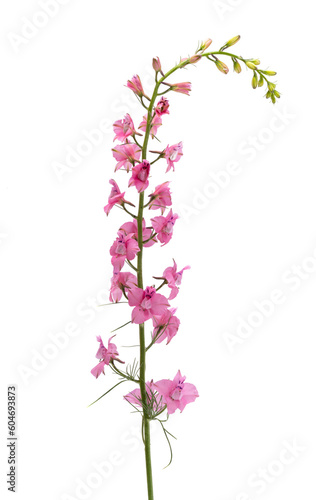 perennial delphinium flower isolated © ksena32