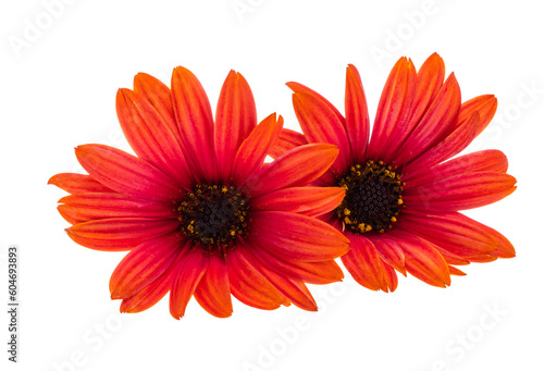 red Osteospermum flower isolated