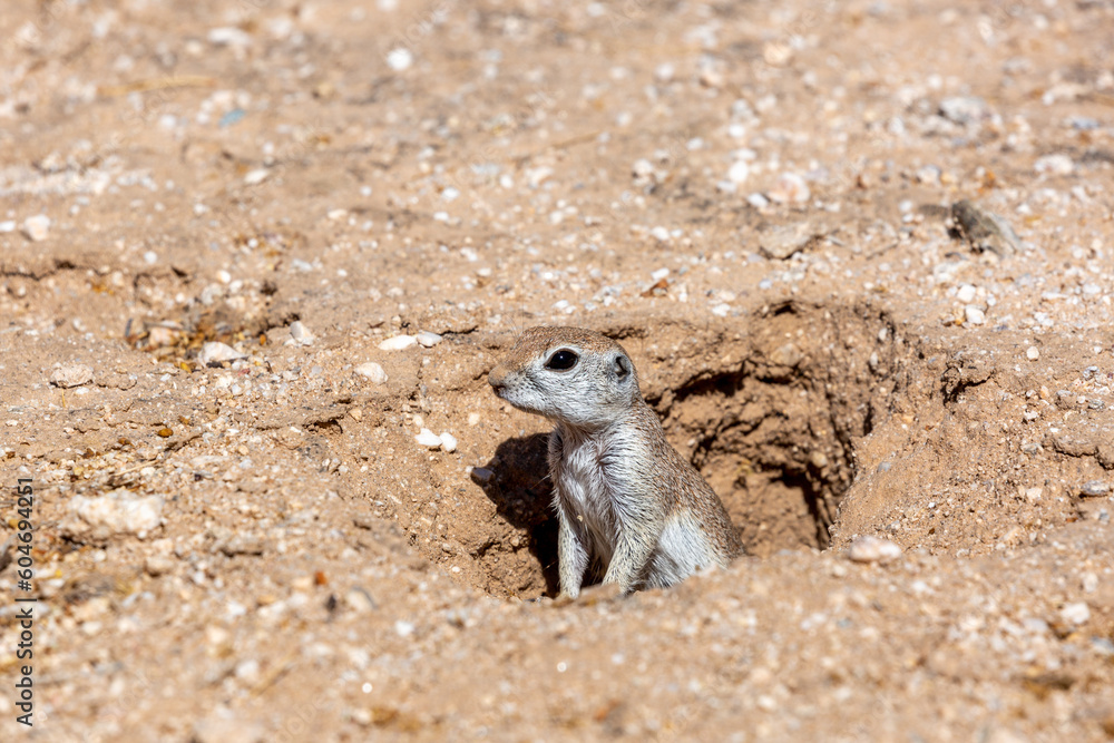 Obraz premium An adult female round-tailed ground squirrel, Xerospermophilus tereticaudus, posing by her burrow in the Sonoran Desert. Native wildlife, Pima County, Tucson, Arizona, USA.