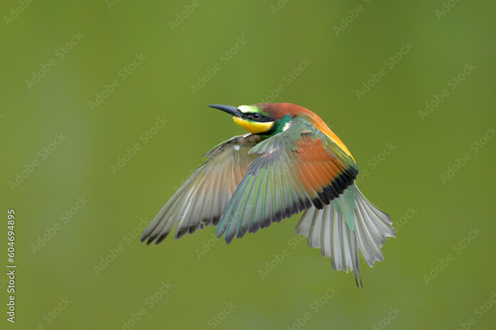 Obraz premium European bee-eater (Merops apiaster) in flight in Gelderland in the Netherlands.