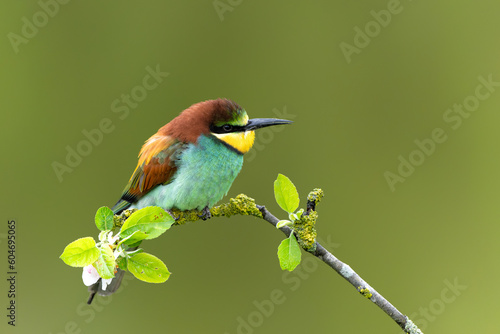 European bee-eater (Merops apiaster) sitting on a branch in an apple tree with flowers in Gelderland in the Netherlands. photo