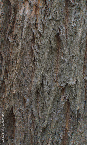Details of the bark of maclura pomifera
