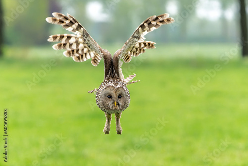 Ural owl (Strix uralensis) flying in the meadow in Gelderland in the Netherlands