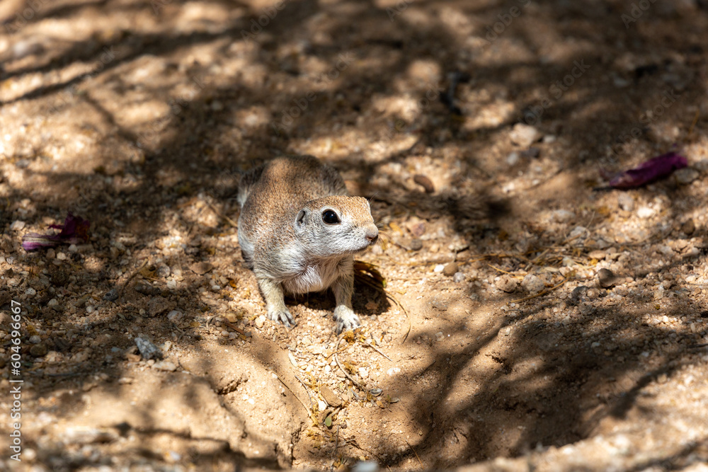 An adult female round-tailed ground squirrel, Xerospermophilus tereticaudus, near her burrow in the Sonoran Desert. Native wildlife, Pima County, Tucson, Arizona, USA. An adult female round-tailed ground squirrel, Xerospermophilus tereticaudus, near her burrow in the Sonoran Desert. Native wildlife, Pima County, Tucson, Arizona, USA.