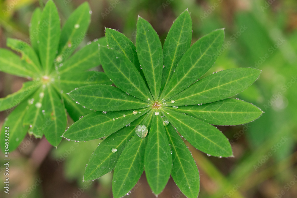 Close-up of water droplets on the green leaves Close-up of water droplets on the green leaves