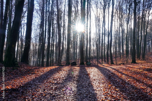 Wald im Gegenlicht photo