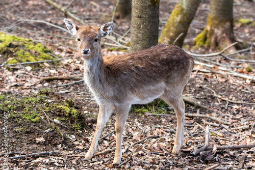 Fallow Deer  in german Damwild or Damhirsch  Dama dama