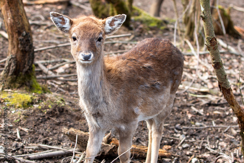 Fallow Deer (in german Damwild or Damhirsch) Dama dama