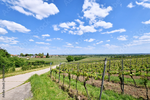 Vineyards in Wachenheim in Rhineland-Palatinate, Germany photo