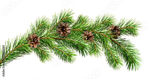 Green Christmas pine twig isolated on white or transparent background
