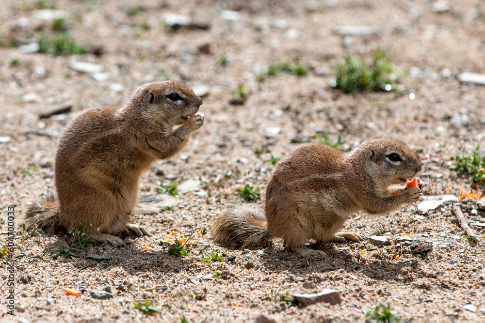 Naklejka premium African ground squirrels (in german Afrikanische Borstenhörnchen) Xerus